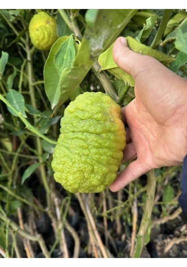 Tüplü 4 Yaş Bergamot Limon Cıtrus Bergamia Fidanı Boy 150-200cm