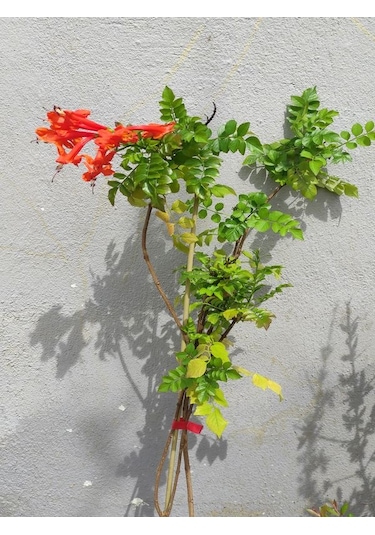 Campsis Radicans Sarmaşık Acem Borusu Çiçeği 50-70cm Saksılı Bahçe Balkon Çiçeği