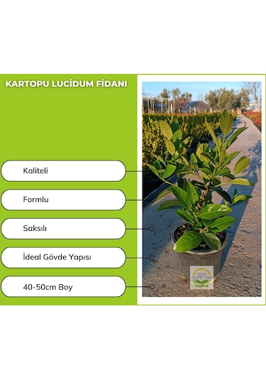 Kartopu Lucidum Fidanı