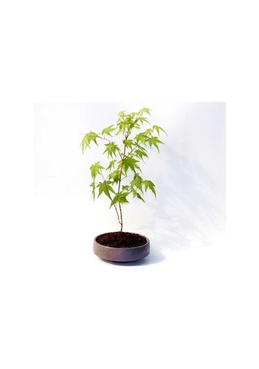 Bonsai Japon Akçaağacı Acer Palmatum Gri Saksıda 2 Adet