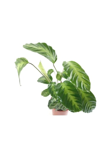 Calathea Warscewiczii Dua Çiçeği Fidanı 10-30 Cm