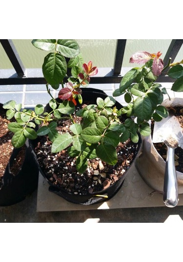 Yifomall 5'li Set Dokunmamış Bahçe Çantası - Farklı Boyutlarda 1-10 Galon Sap Tasarımlı