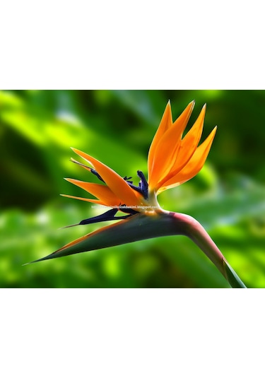 Cennet Kuşu Çiçeği Tohumu Ekim Seti 2 Tohum +Saksı+Toprak+