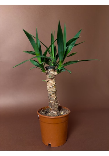 Mini Yuka 38 Cm Tek Gövdeli Kompakt Form