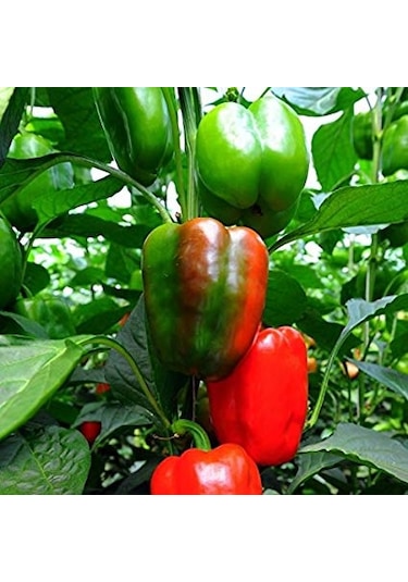 10+ Adet Kaliforniya Dolmalık Tatlı Biber Tohumu Geleneksel