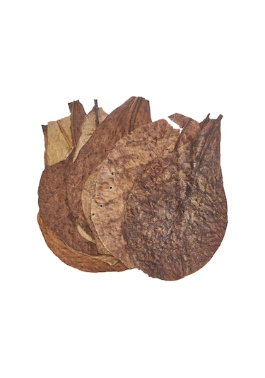 Sera Catappa Yaprağı Xxl 32  Cm