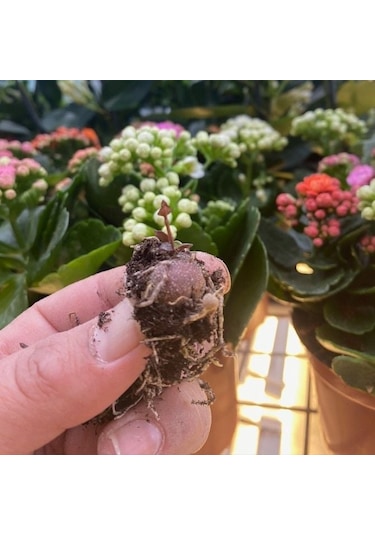 Sarılıcı Tırmanıcı Ceropegia Woodii Kalp Kalbe Karşı Sukulent Yumrusu 2 Adet