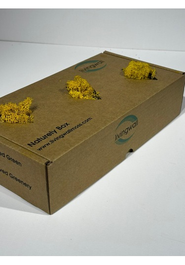 Reindermoss Şoklanmış Norveç Yosunu Terarium Yosunu Sarı 500 Gr.