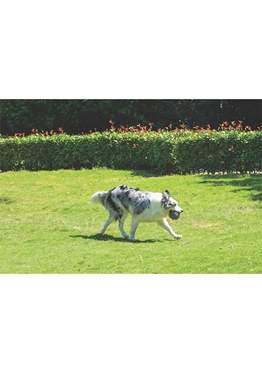 M-pets Coto Örgü Top Köpek Oyuncağı Gri 9,5 Cm 244-50026.01