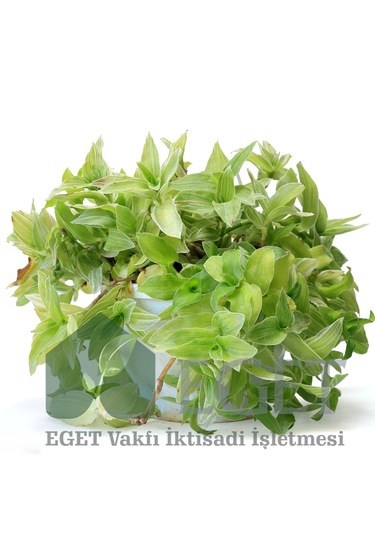 Yeşil Telgraf Çiçeği Tradescantia Fluminensis