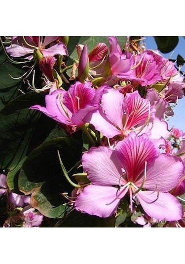 Orkide Ağacı Tohumu[5 Adet Tohum]