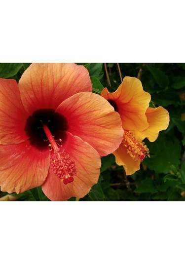 20 Adet Orange Hibiscus Mutabilis Tohumu