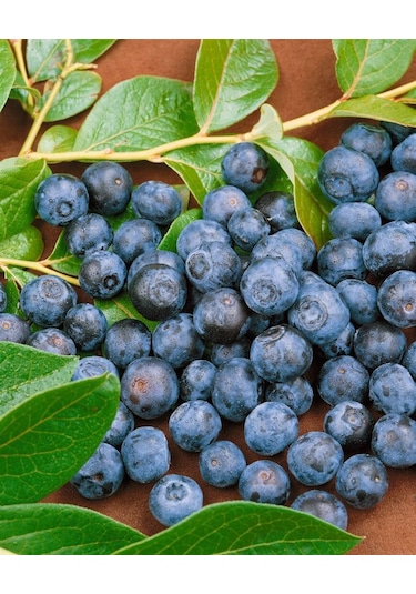 2 Adet Tüplü Yaban Mersini Vaccinium Corymbosum Fidanı - 2 Yaşı