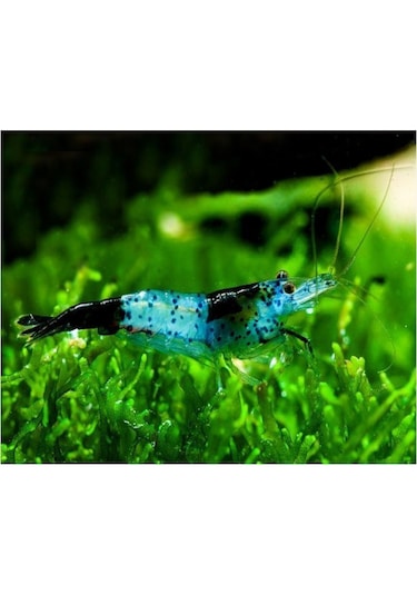 Rili Karides Karbon 4 Ad 1-1.2 Cm