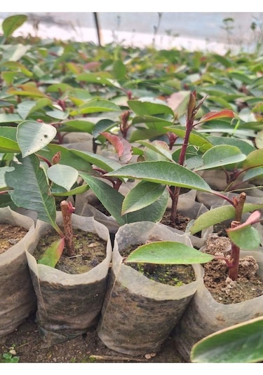 Alev Çalısı Fidanı 10-20 Cm 30 Adet Tüplü Dış Mekan Bitkisi