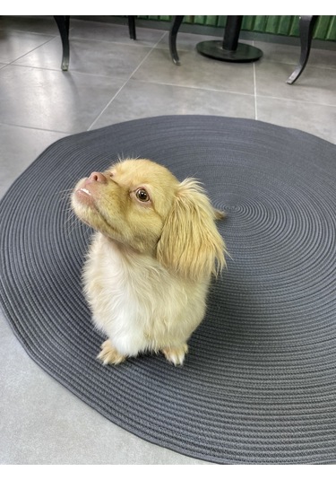 Antrasit Jüt Yuvarlak Hasır Görünümlü Klasik Halı Kilim Antrasit