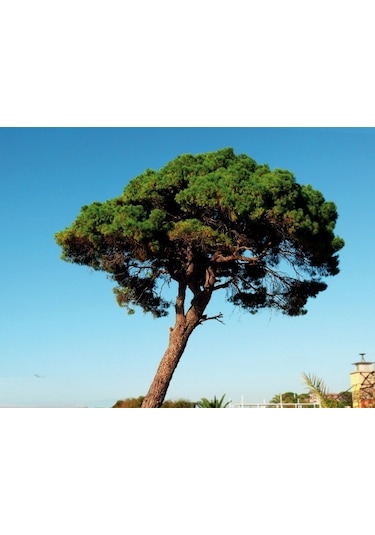 Fıstık Çamı [20*40]cm boylarında tüplü