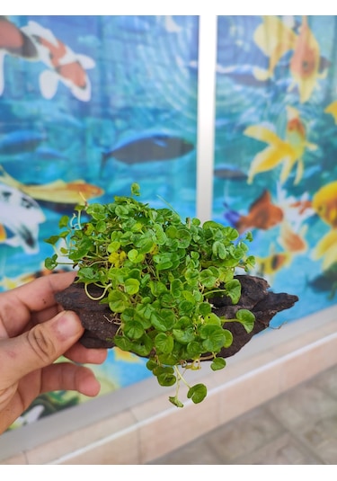 Repens "Dichondra Repens"Mango Köküne Sarılı Kök Boy : 10 CM civa