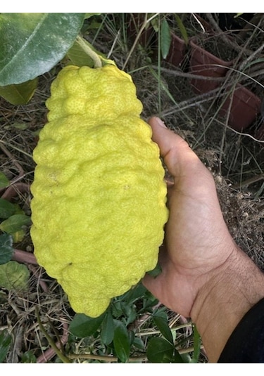 Tüplü 4 Yaş Bergamot Limon Cıtrus Bergamia Fidanı Boy 150-200cm