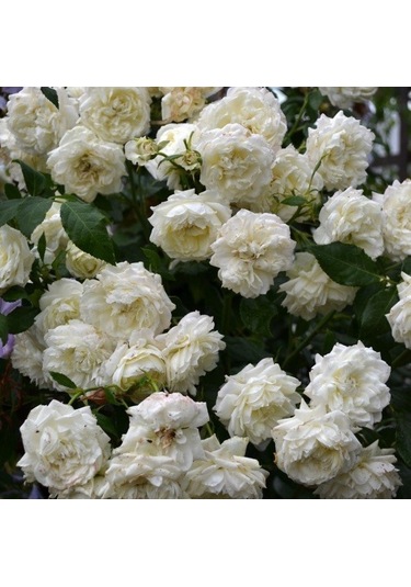 Tüplü Yediveren Kokulu Beyaz Quen Sarmaşık Gül Fidanı