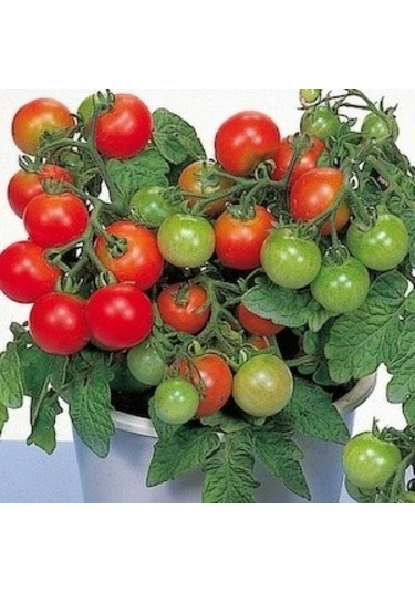 Red Robin Domates 25+ Adet Tohum