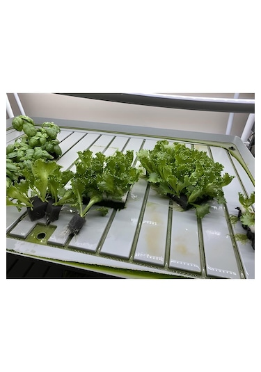 Tohum Çimlendirme Süngeri 25x25x5 Cm - 100 Adet Gözlü