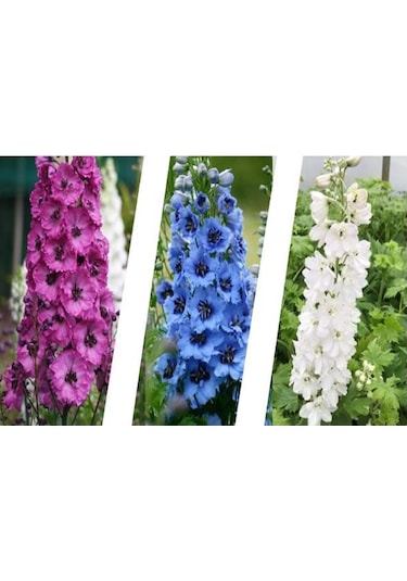Hazeran Çiçeği Tohumu 30 Adet Saray Çiçeği 4 Al 3 Öde