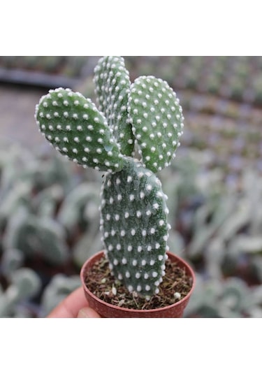 Tavşan Kaktüs/beyaz Dikenli . 5.5 Cm Saksıda