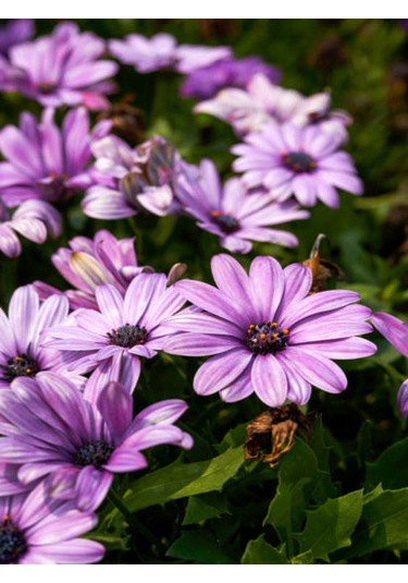Videolu Mor 1 Adet Bodrum Papatyası Saksılı 40-55cm Purple Bodrum Daisy