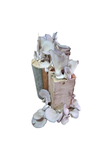 Kütükte İstiridye Mantarı Yetiştiriciliği Deneme Hobi Kiti 1 Adet