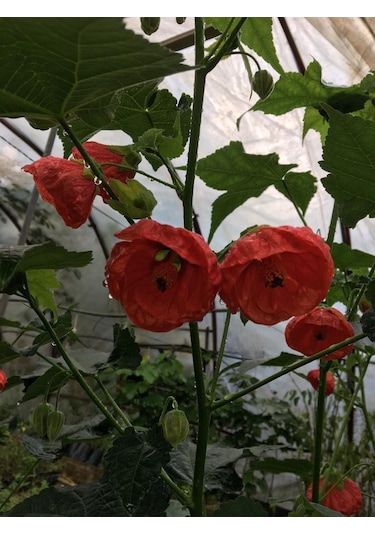 Japon Gülü chinese Rose /hardy Hibiscus Tüplü.