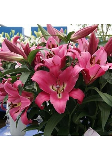 Karışık Renkli Kokulu Zambak Soğanı 3 Adet