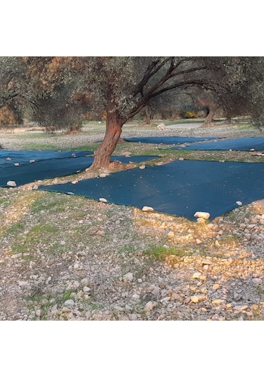 Morilu Zeytin Toplama Filesi Sergenlik Zeytin Yaygısı  Yüzde 75'lik Zeytin Filesi Toplama Örtüsü