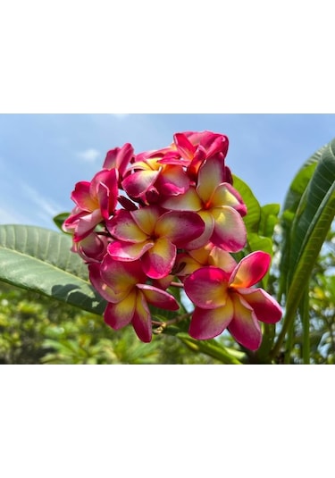 Karışık Renklerde 5 Adet Plumeria Tohumu