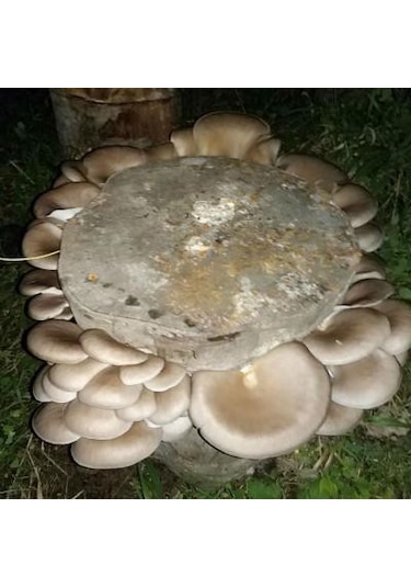 Sylvan İstiridye Mantar Tohum Kışlık1 Kilo