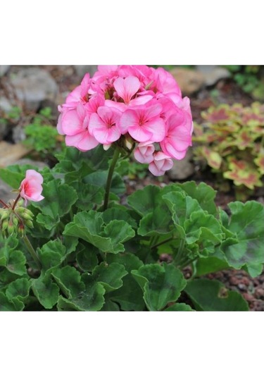 Pink Pembe Sardunya Çiçeği Fidesi 10-20 Cm