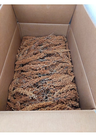 Premium Kalite Tilki Kuyruğu Kızıl Dal Darı 1 KG