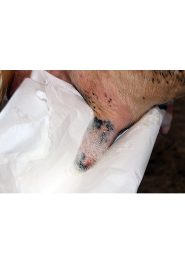 Masdisin Teat Foam Sağım Öncesi Meme Dezenfektanı 5Lt