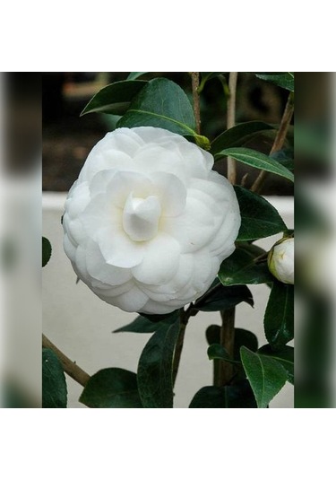 Kamelya Beyaz Katmerli 120-150 Cm Tüplü Fidan