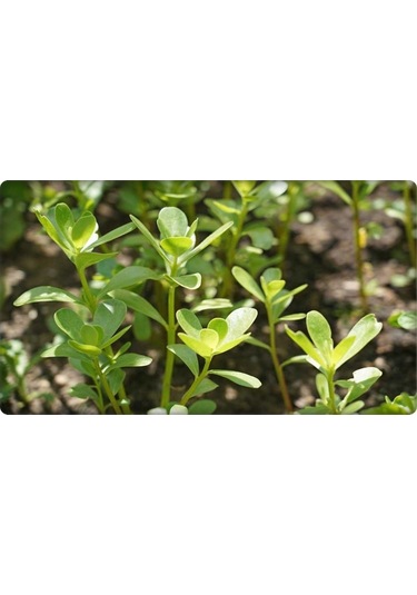 Semizotu Tohumu 10 GR N111618