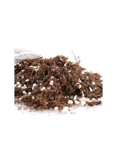 Karadut Bonzai Ağacı Ekim Seti 5 Adet Tohum Saksı Toprak Kombin