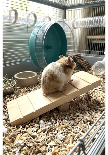 Hamster Oyuncağı Tahtıravalli - Doğal Ahşap - 20x7 Cm
