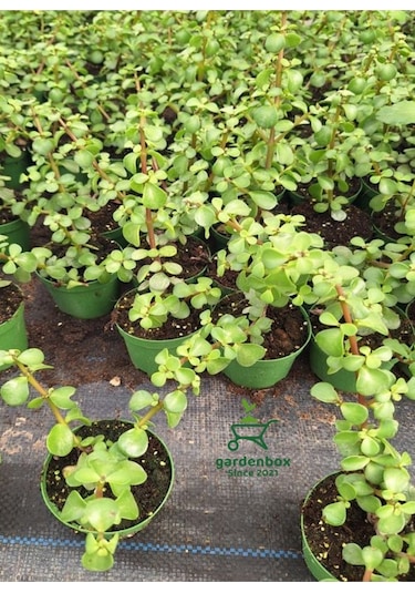 Yeşim Para Çiçeği 1 Adet Dekoratif Canlı Bitki 10-15cm Crassula
