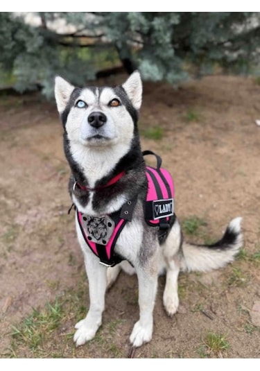 Mg Tasma K9 Göğüs ve Sırt Tasması Pembe