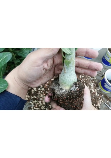 8 Litre Bitki Köklendiren Bitki Köklendirme Torfu