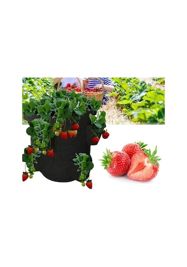 40 Adet Aromas Çilek Fidanı Açık Kök Taze Söküm