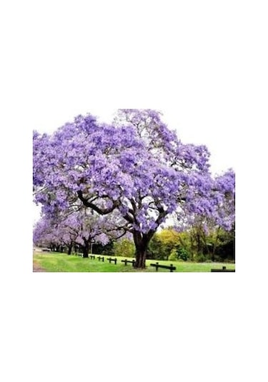 3 Adet Dünya'nın En Hızlı Büyüyen Ağacı Paulownia Fidanı Boy 20 İla 40cm