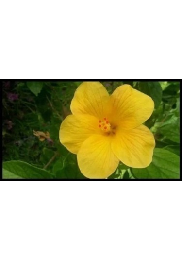 Serada Decor Plant Japon Gülü Sarı Çiçeği Fidanı