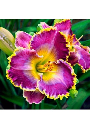 3 Adet Özel Renkli Ithal Zambak Çiçeği Soğanı