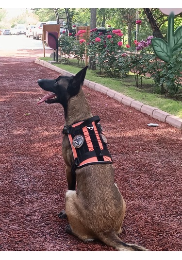 Tactical Göğüs Tasması Taktik Tasma Turuncu